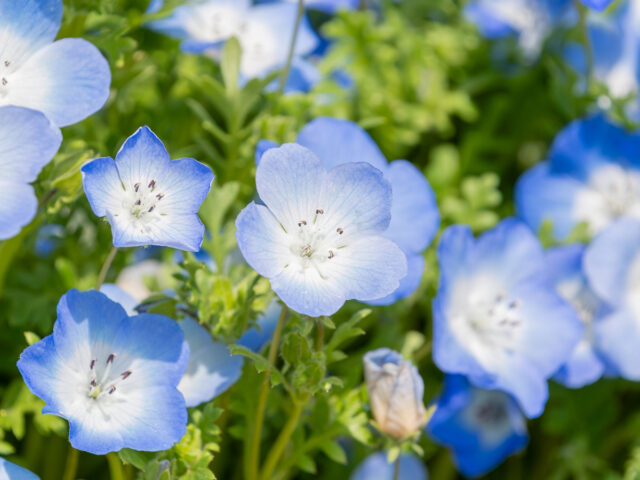 店休日のお知らせ