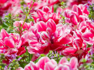 店休日のお知らせ