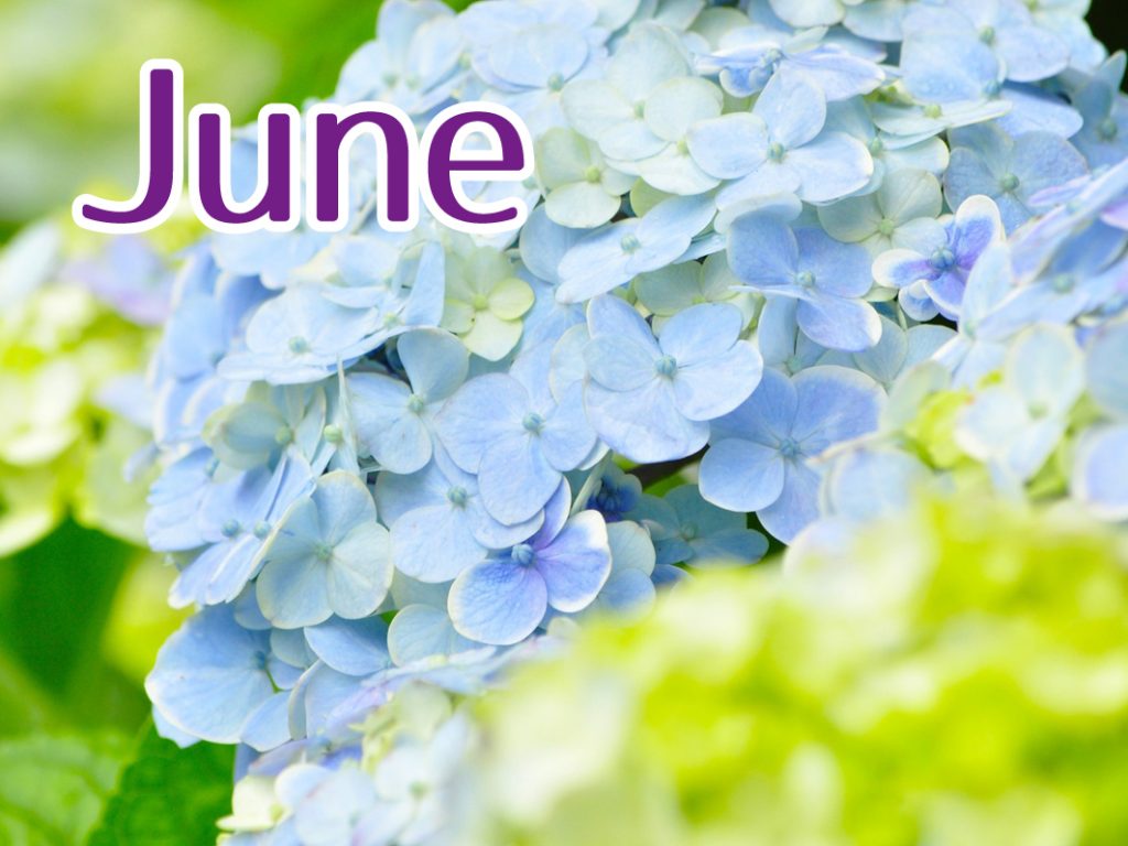 6月のキャンペーン