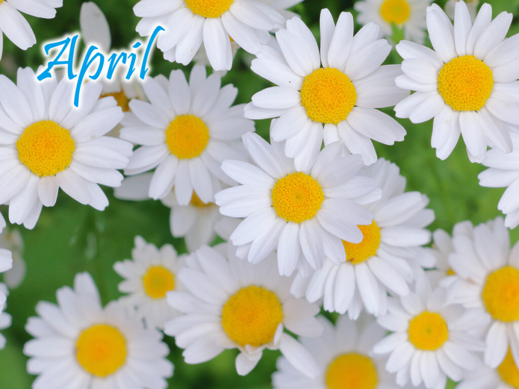 4月のキャンペーン