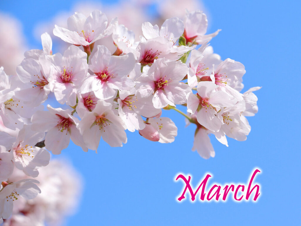 3月のキャンペーン